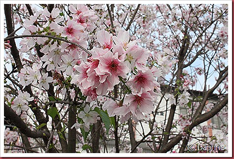 IMG_2629 IMG_2629