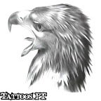 eagle-head-10-cabe%25C3%25A7a.jpg