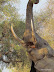 olifant