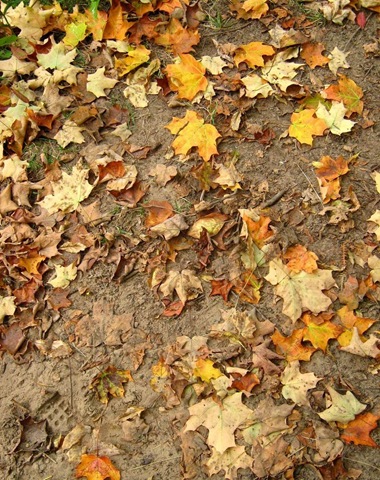[Leaves_and_Sand_Texture_1_by_Jenna_RoseStock%255B4%255D.jpg]
