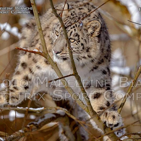 LITTLE MOHAN ENJOYS LIFE IN SNOW
