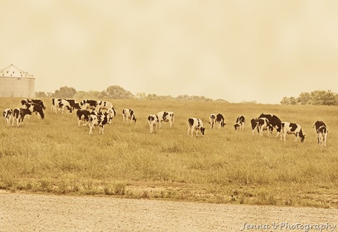 IMG_0309-3 IMG_0309-3