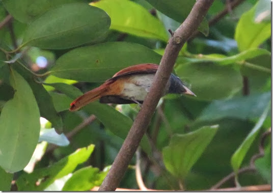 asian paradise flycatcher (2) asian paradise flycatcher (2)