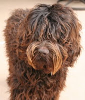 Our chocolate stud boy.