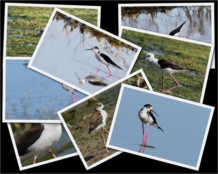 collage