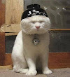 Meditation Is The Best Form Of Art For Cats