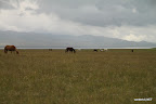 Horses near Song Kol lake