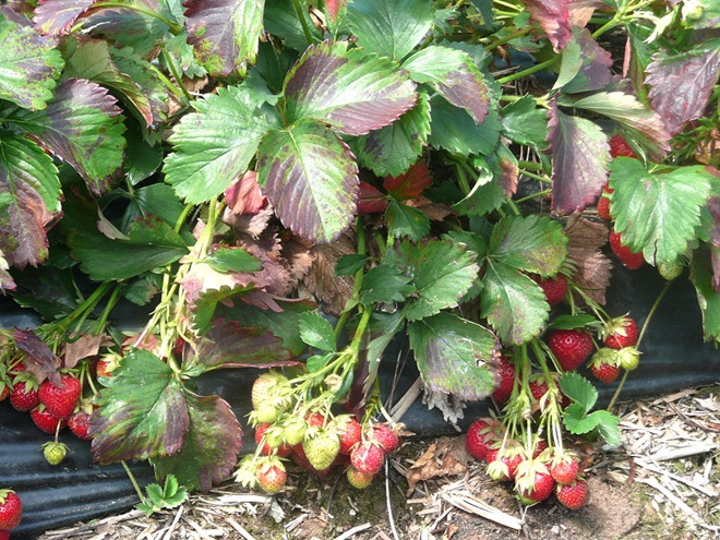Strawberries