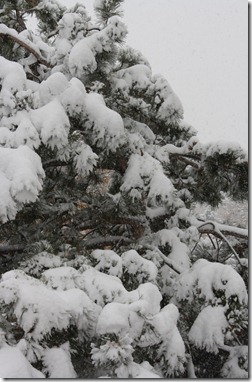 firstsnowwinter11 088
