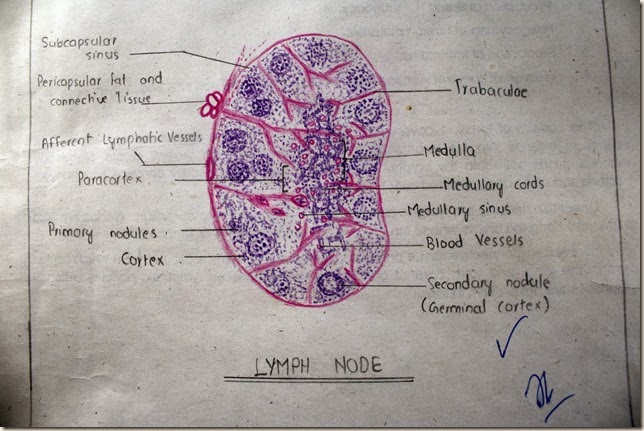 lymph nodes histology diagram