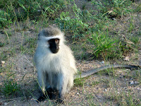 Vervet Monkey, Kruger National Park