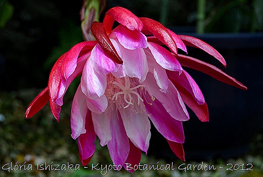 Glória Ishizaka -   Kyoto Botanical Garden 2012 - 10