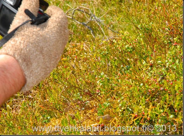 asfaltti ty&ouml; vt 8 Kangasperhonen (Callophrys rubi) 087