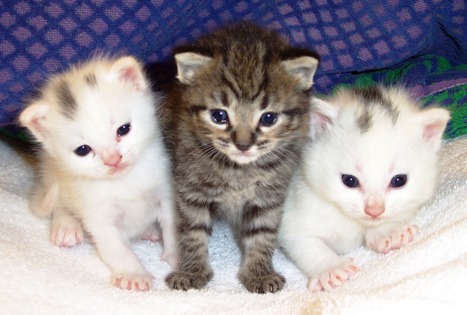 [Kitten2%255B7%255D.jpg]