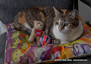 Hind in her bed with her favorite ball and bear.