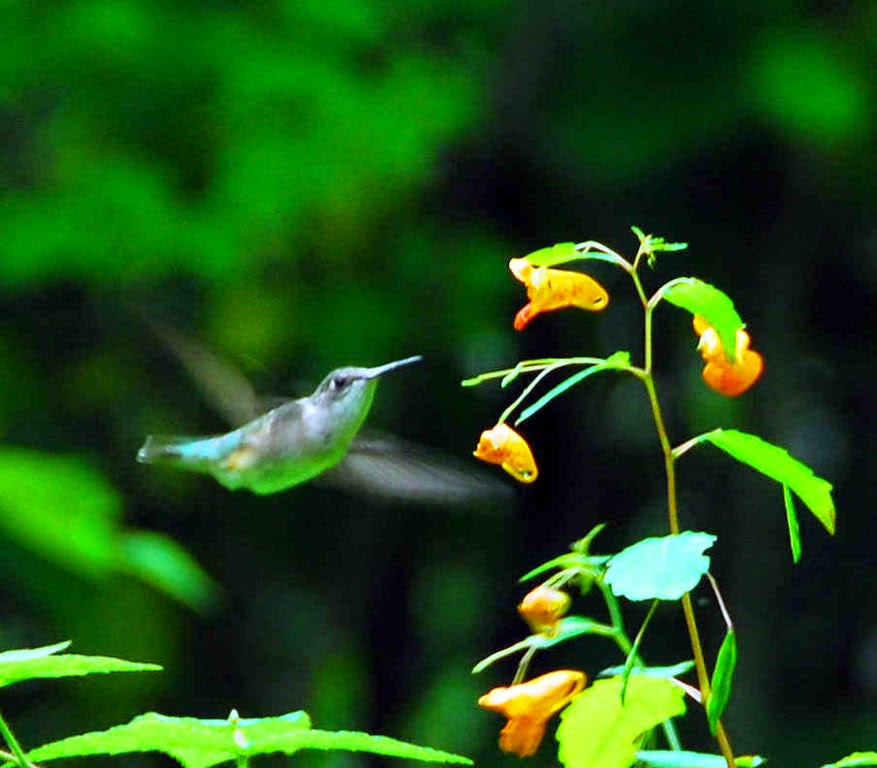 [Hummingbird-14.jpg]