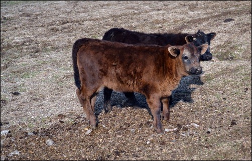 two fuzzy calves