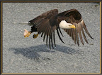Eagle & Chicken by Bayside RV