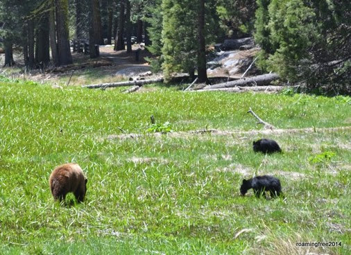 Mama Bear and her cubs