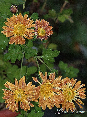 [Frosty_Mums_Oct30%255B9%255D.jpg]