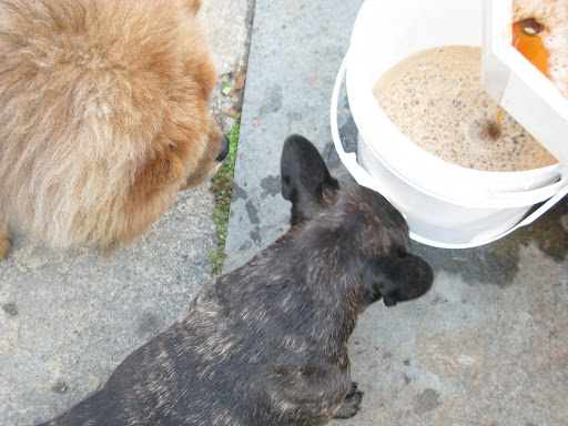 Look at all that cider, GK!  Doesn't it smell great?  It even matches the color of your fur.