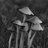 Autumn'n'Nature 2k11 Autumn'n'Nature 2k11