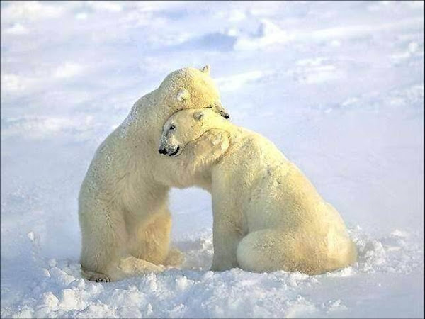 「白熊擁抱」的圖片搜尋結果