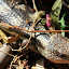 Blotched Blue Tongue Lizard - Hobart, Australia