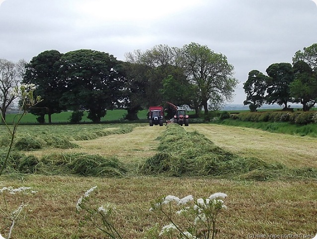 haymaking haymaking