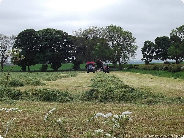 haymaking