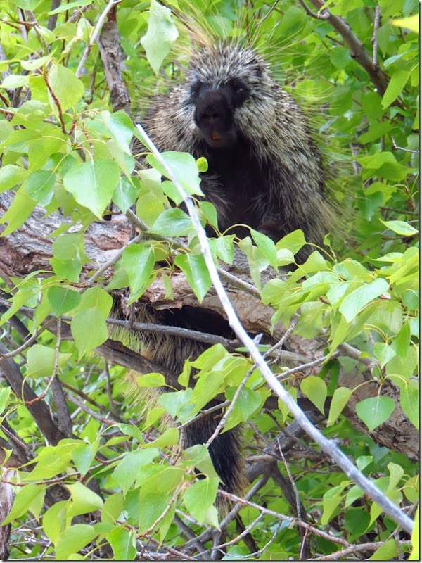 Porcupine 1 Porcupine 1