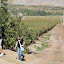 tour-valle-del-elqui