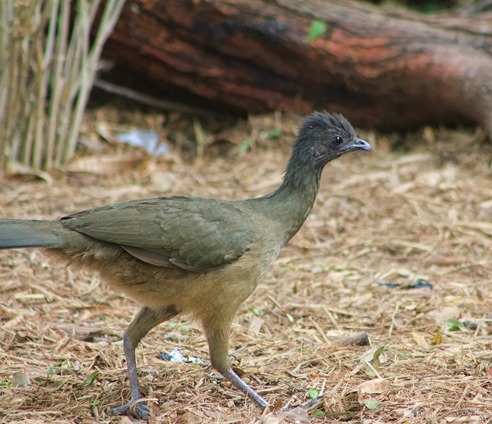 NBC Chachalaca 20132