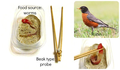 Montessori Tidbits:  Bird beak probe robin
