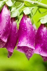 Fox-Gloves