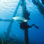 Lots of tarpons @ Salt Pier