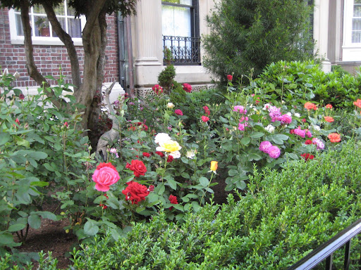 Commonwealth Avenue Roses