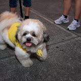 Pet Express Doggie Run 2012 Philippines. Jpg (14).JPG