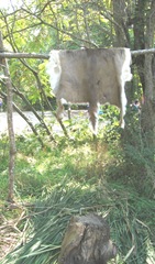 Plimoth Plant deer hide on rack Plimoth Plant deer hide on rack