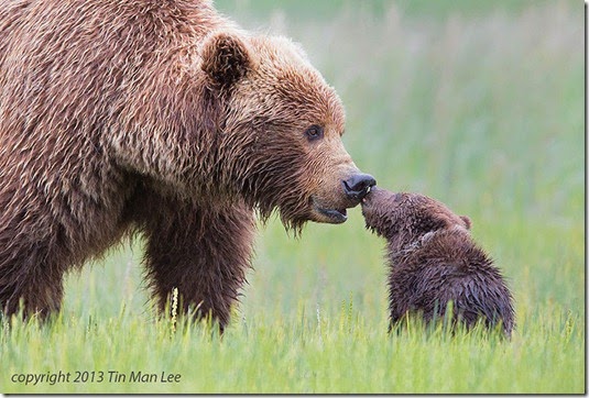 animal-parents-40 animal-parents-40