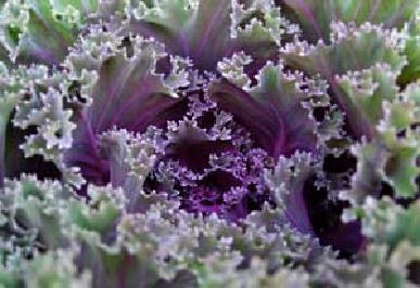 [Kale%255B3%255D.jpg]