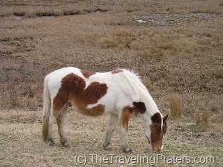 wild pony