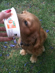 MUWUAN con un rico postre por bien pportado
