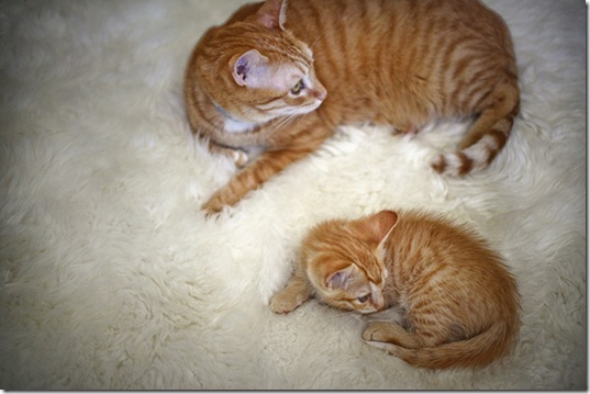 animals-mini-me-8