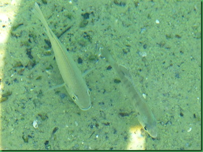 Ok fisher folk, what kind of fish are they? Ok fisher folk, what kind of fish are they?