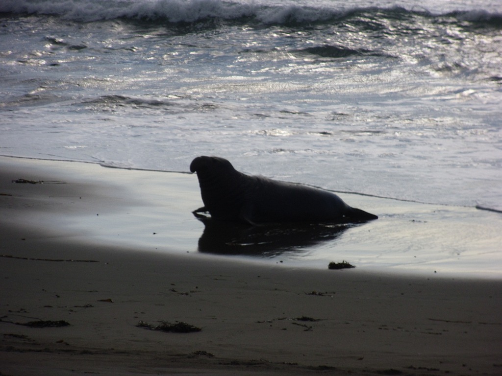 [Elephant-Seals-2012-0133.jpg]