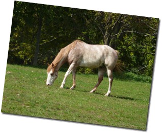 horse