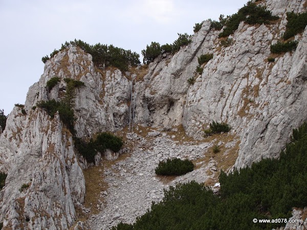 cioranga ramura de sus-39.JPG