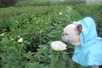 Wow!  These peonies are just beginning to bloom and look!  One of my favorite colors, of course.