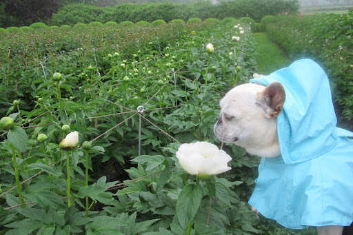 Wow!  These peonies are just beginning to bloom and look!  One of my favorite colors, of course.